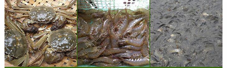 有机肥水精华素批发